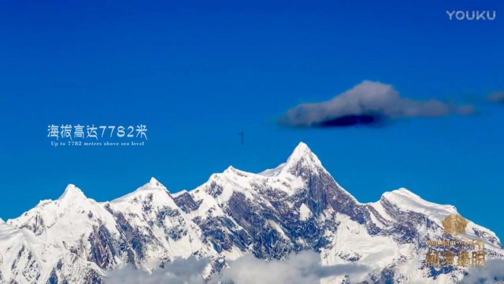 一张图让你戒猫357